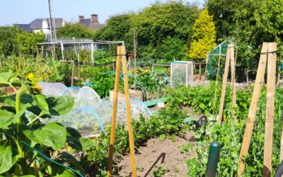 Lato na&nbsp;RODOS, czyli jak zostałam działkowcem